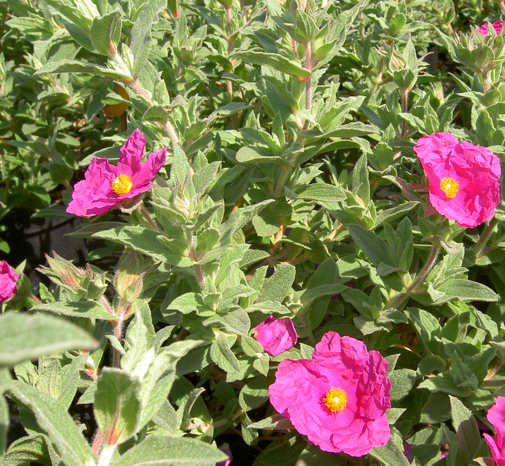 CISTUS X CRISPUS SUNSET 